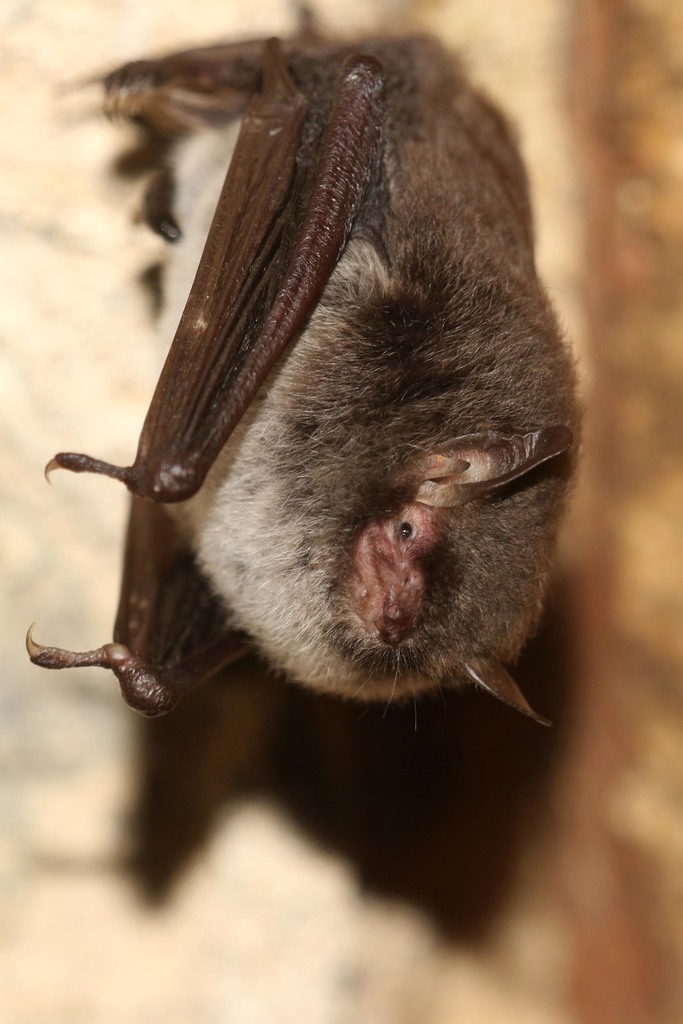 Daubenton s Bat Hampstead Heath Scavenger Hunt INaturalist Daubenton s Bat Hampstead Heath Scavenger Hunt INaturalist