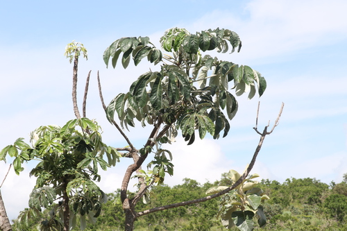 Foto de Embaúba do brejo