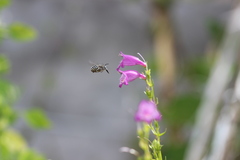 Anthophora marginata