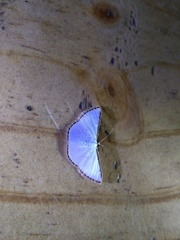 Leuciris