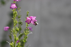Anthophora marginata