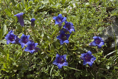 Gentiana clusii