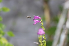 Anthophora marginata