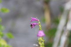 Anthophora marginata