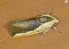 Ponometia exigua