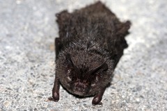 Barbastella barbastellus