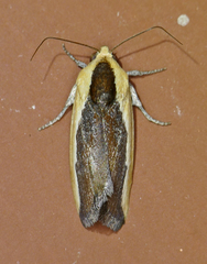 Ponometia exigua