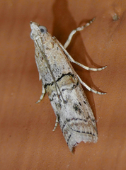 Zamagiria australella