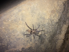 Ischnocolus jickelii