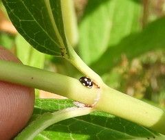 Brachiacantha decempustulata