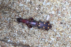 Prophthalmus bourgeoisi