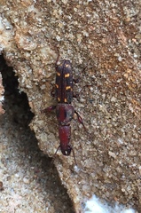 Prophthalmus bourgeoisi