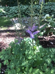 Astilbe