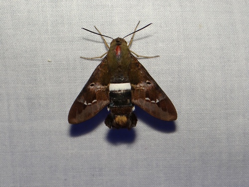 Clavipes Sphinx photo 3