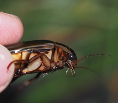Dytiscus dimidiatus