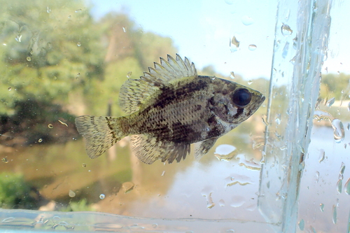 Shadow bass (Ambloplites ariommus) — Centrarchidae — 5