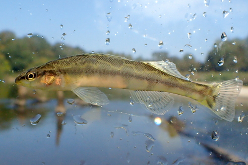 Freckled darter (Percina lenticula) — Percidae — 4