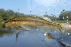 Freckled Darter photo 5