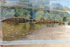 Freckled Darter photo 2
