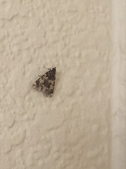 Aglossa disciferalis