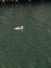 Podiceps cristatus