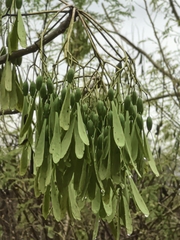 Gyrocarpus jatrophifolius, photograph author not stated, no rights reserved
