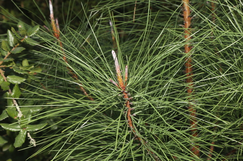 Image of Pinus attenuata by (c) Reid Hardin, some rights reserved (CC BY)