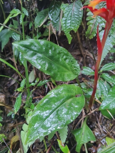 Image of Coccineorchis Bracteosa (Coccineorchis bracteosa) by (c) Siddarth Machado, some rights reserved (CC BY)