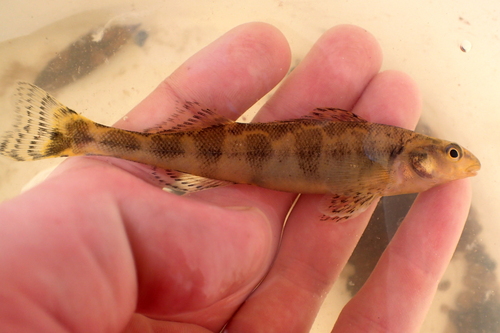 Freckled darter (Percina lenticula) — Percidae — 3