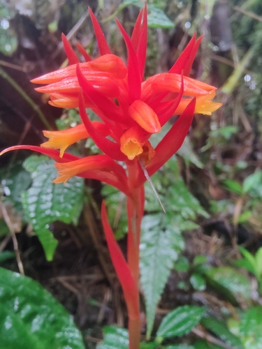 Image of Coccineorchis Bracteosa (Coccineorchis bracteosa) by (c) Siddarth Machado, some rights reserved (CC BY)