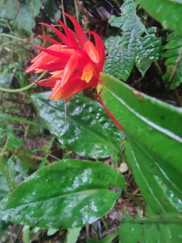 Image of Coccineorchis Bracteosa (Coccineorchis bracteosa) by (c) Siddarth Machado, some rights reserved (CC BY)