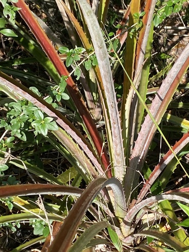 Foto de Caraguatá