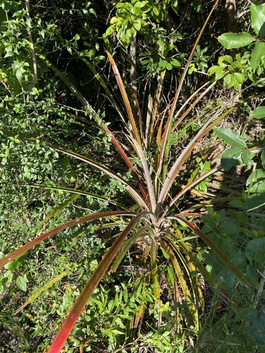 Foto de Caraguatá