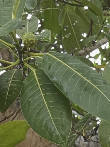 Gameleira