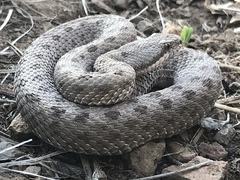 Crotalus pricei