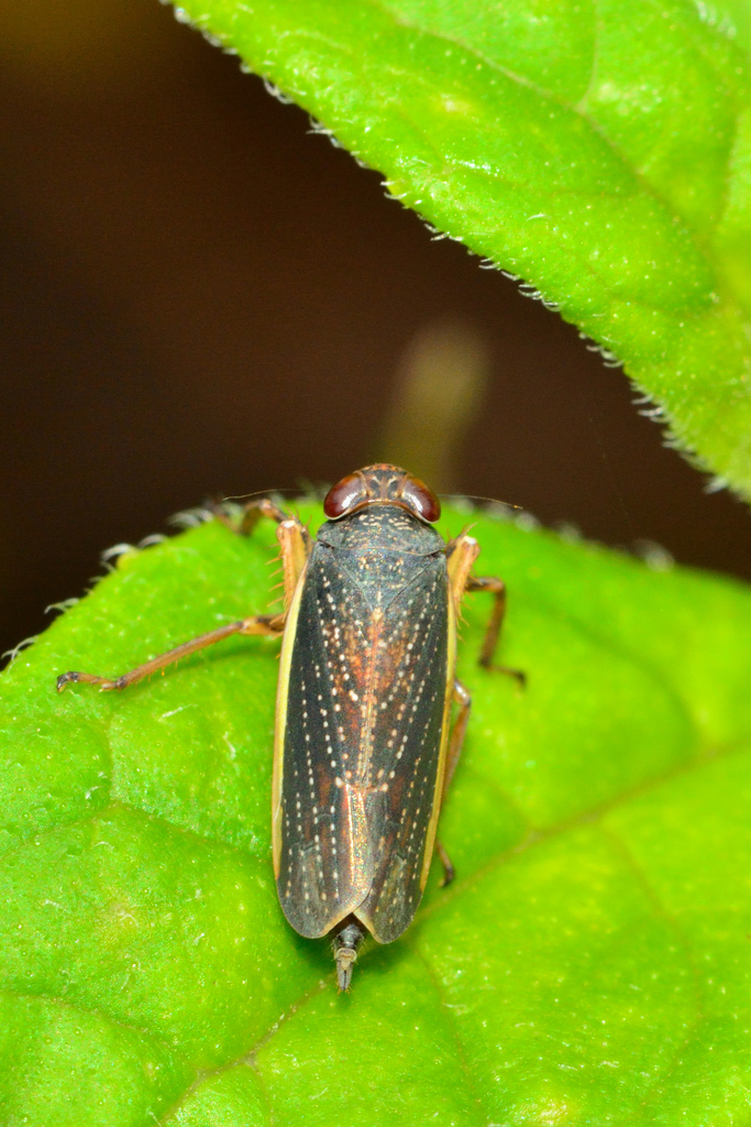 Coelidiini