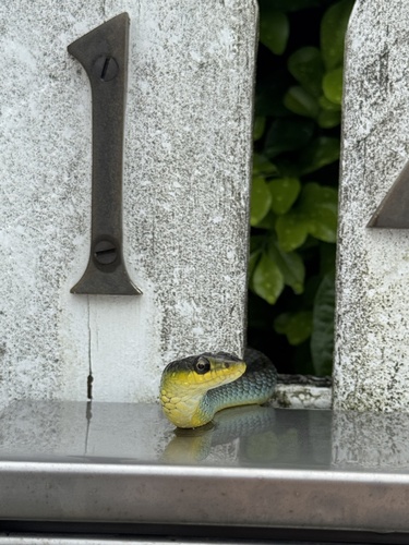 Common Tree Snake sighting