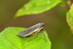 Coelidia