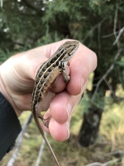 Sceloporus slevini