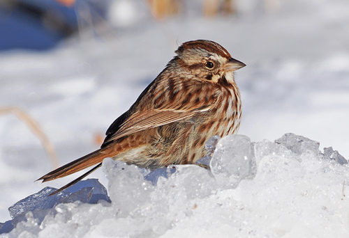 Song Sparrow photographed in Virginia