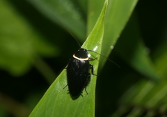 Hemithyrsocera palliata