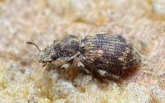Coxelus pictus