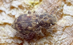 Coxelus pictus