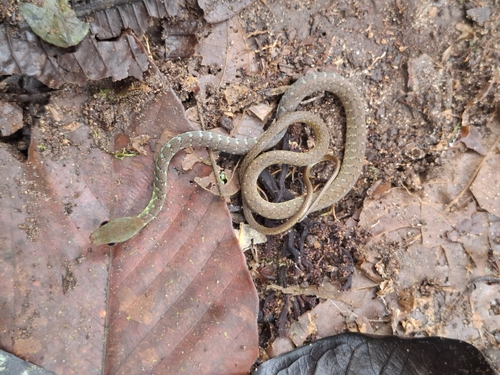 Photo of a Dendrophidion prolixum (Dendrophidion prolixum)
