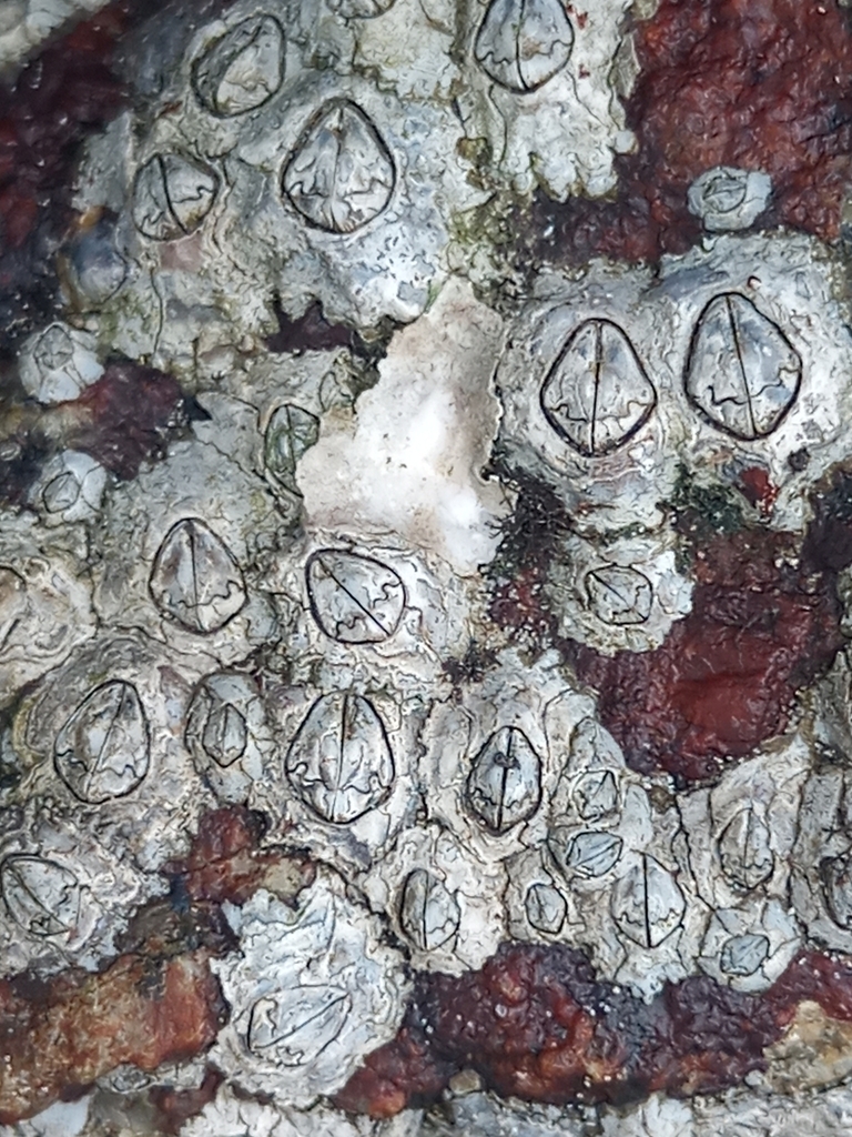 Poli's Stellate Barnacle