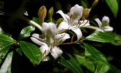Rhododendron viscosum