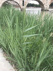 Phragmites australis