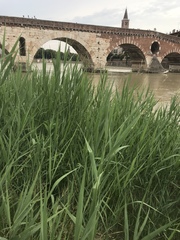 Phragmites australis