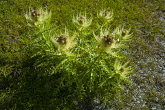 Cirsium spinosissimum