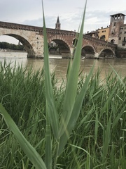 Phragmites australis